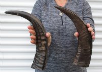 16 to 18 inches Semi-Polished Water Buffalo Horns for Sale With Natural Ridges - $28.80 each; 2 @ $25.95 each