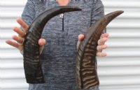 16 to 18 inches Semi-Polished Water Buffalo Horns for Sale With Natural Ridges - $28.80 each; 2 @ $25.95 each