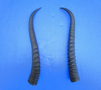 Two Female African Springbok Horns 8-7/8 inches for $8.00 each