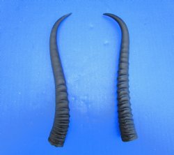 Two Female African Springbok Horns 8-7/8 inches for $8.00 each