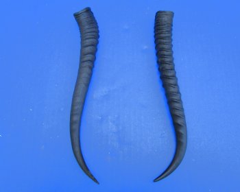 Two Female African Springbok Horns 8-7/8 inches for $8.00 each
