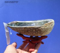 Large Green Abalone Shell 6 to 6-1/2 inches - $14.00 each; 4 @ $12.72 each