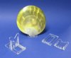 Small 2 Piece Plastic, Acrylic Easel Stands in Bulk  for Sand Dollars and Agate Slices and Small Plates - Bag of 36 @ .53 each