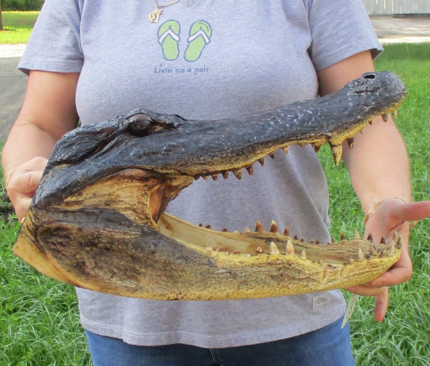 18 inch Large Alligator Head for Sale from a Louisiana gator