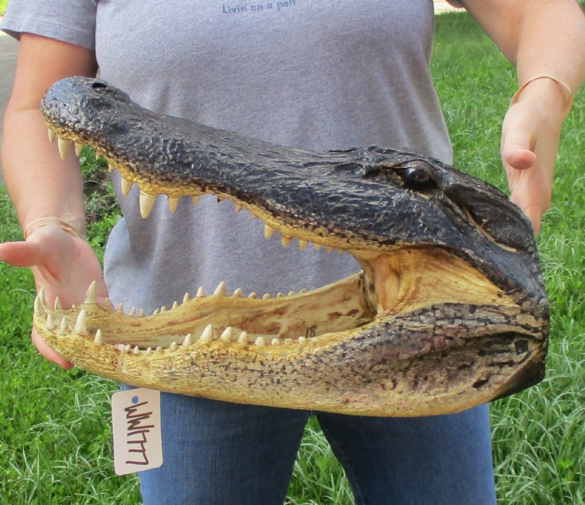 18 inch Large Alligator Head for Sale from a Louisiana gator