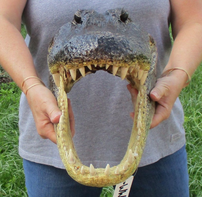 18 inch Large Alligator Head for Sale from a Louisiana gator