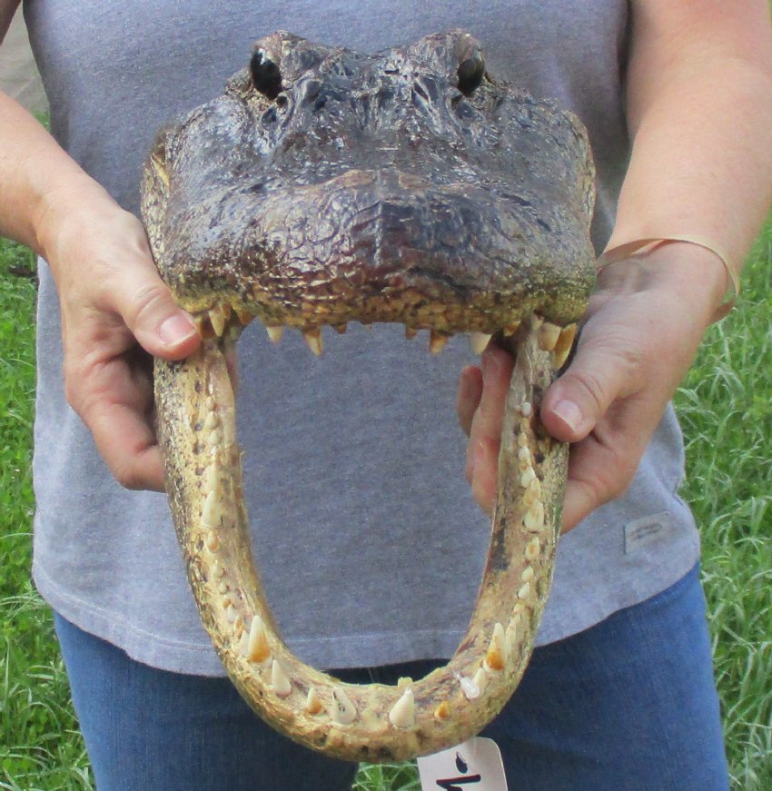 15 inch Large Louisiana Alligator Head for Sale from an 9 foot gator