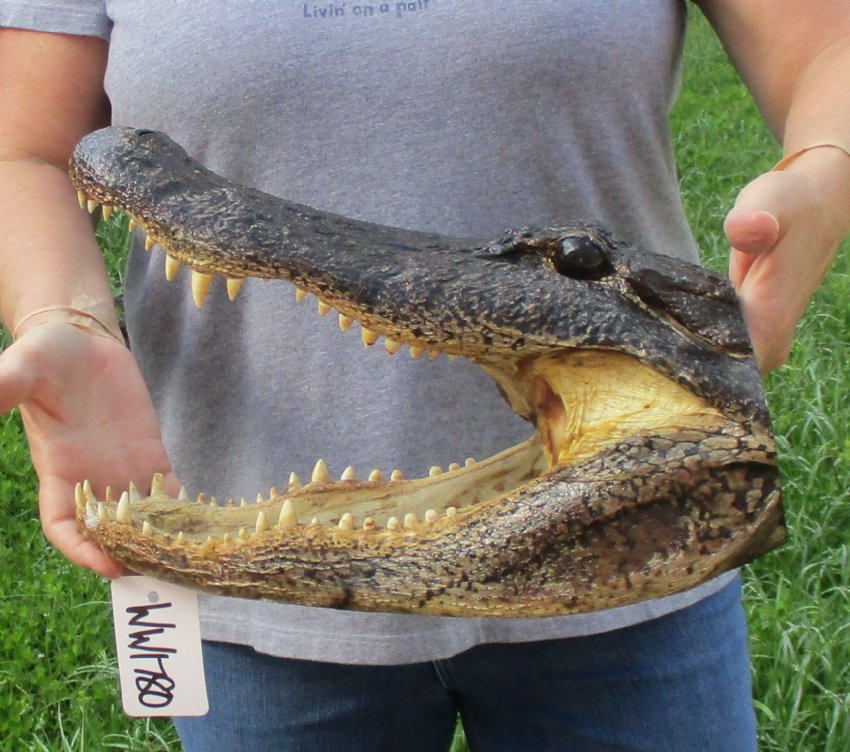 15 inch Large Louisiana Alligator Head for Sale from an 9 foot gator