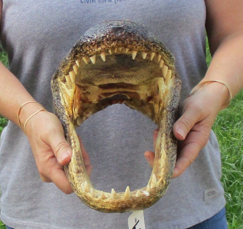 15 inch Large Louisiana Alligator Head for Sale from an 9 foot gator
