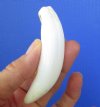 3-3/4 inches Large Real Florida Alligator Tooth for Sale - Buy this one for <font color=red> $26.99</font> Plus $5.00 1st Class Mail