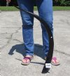 37-1/2 inches Polished Water Buffalo Horn, Free Standing - you are buying this one for $39.99
