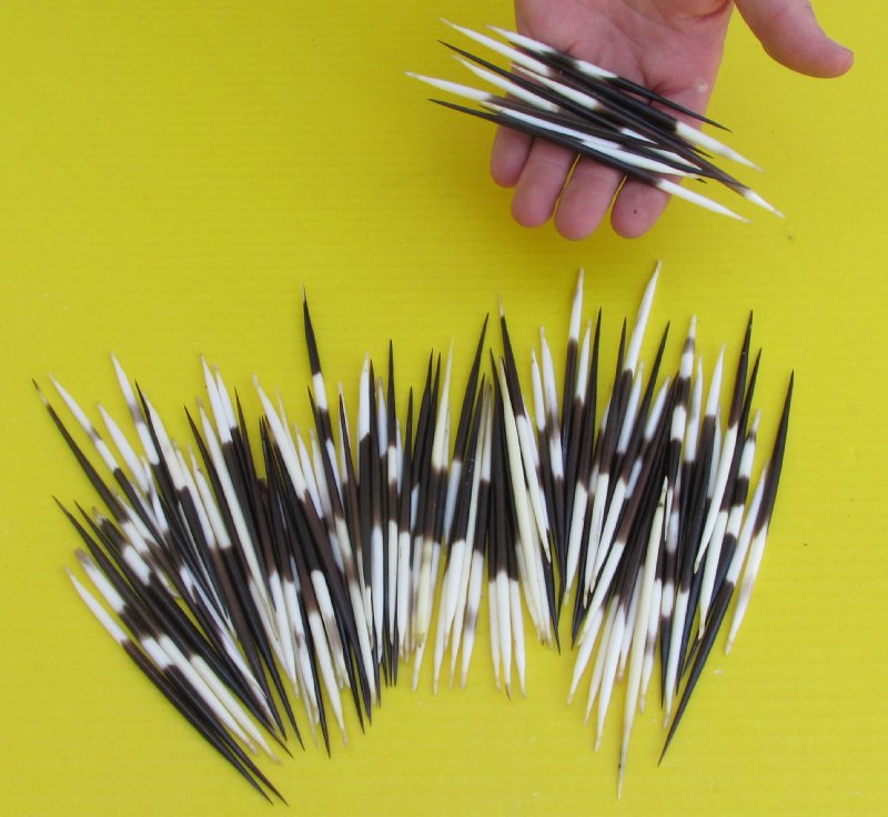 100 piece lot Thick Porcupine Quills for Sale in Bulk, 4 inches up to 6