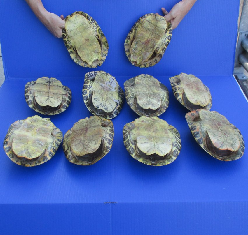 10 piece lot 8 inches Bulk Empty Red Eared Slider Turtle Shells for
