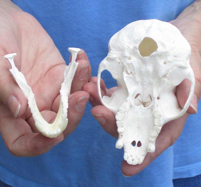41/2 by 23/4 inches Real African Male Vervet Monkey Skull for Sale