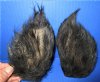 2 Real Georgia Wild Boar Ears for Sale Preserved with Formaldehyde - Buy these 2 for <font color=red> $15.00 each</font> Plus $6.50 First Class Mail