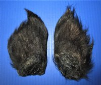 2 Real Georgia Wild Boar Ears Preserved 5 to 6 inches for <font color=red> $10.00 each</font> (Plus $8 Ground Advantage Mail)