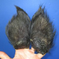 2 Real Georgia Wild Boar Ears Preserved 5 to 6 inches for <font color=red> $10.00 each</font> (Plus $8 Ground Advantage Mail)