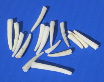 20 Kilos Miniature White Dentalium Octangulatum Tusk Shells <font color=red> Wholesale</font> Under 1 Inch  -  $6.75 a kilo