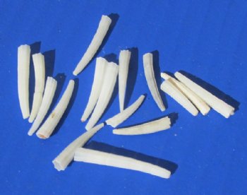 Miniature White Dentalium Octangulatum, Tusk Shells <font color=red> Wholesale</font> Under 1 Inch  - 12 kilos @ $8.00 a kilo