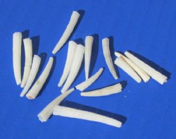 20 Kilos Miniature White Dentalium Octangulatum Tusk Shells <font color=red> Wholesale</font> Under 1 Inch  -  $6.75 a kilo