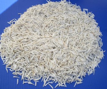 Miniature White Dentalium Octangulatum, Tusk Shells <font color=red> Wholesale</font> Under 1 Inch  - 12 kilos @ $8.00 a kilo