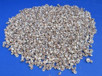 Red Banded Nassa Shells <font color=red> Wholesale</font> Nassarius Pyrrhus - Case: 20 kilos @ $9.90 a kilo