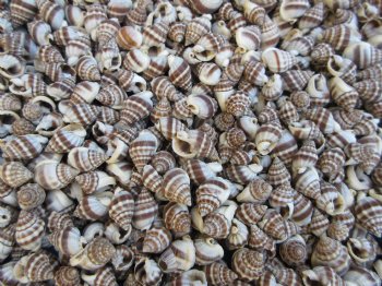  Red Banded Nassa Shells <font color=red> Wholesale</font> Nassarius Pyrrhus - Case: 20 kilos @ $9.90 a kilo