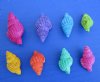 3/4 to  1-1/2 inches Assorted Colors of Dyed Nassarius Reticulata Shells for Crafts and Small Hermit Crab Homes - Pack of 1 kilo (2.2 pounds) @ $14.99 each; Pack of 3 kilos (6.60 pounds) @ $12.60 a kilo