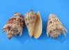 6 to 6-7/8 inches Imperial Volute Shells for Sale, Cymbiola imperialis, - Pack of 1 @ $10.35 each; Pack of 6 @ $8.28 each