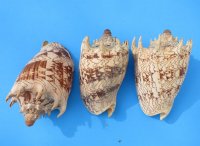 6 to 6-7/8 inches Imperial Volute Shell, Cymbiola imperialis, - 10.35 each; 6 @ $8.28 each