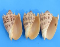 6 to 6-7/8 inches Imperial Volute Shell, Cymbiola imperialis, - 10.35 each; 6 @ $8.28 each