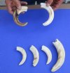 6 piece lot of 4 to 8 inch Warthog Tusks, Warthog Ivory from African Warthog weighing one pound (You are buying the tusks in the photo) for $80.00