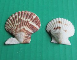 Pecten Tranquebaricus Scallop Shells - Case of 14 kilos @ $6.43 a kilo; <font color=red>2 Wholesale Cases </font> @ $6.30 a kilo