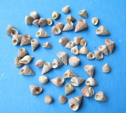 Tiny Calliostoma St...