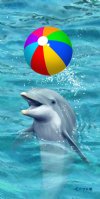 30 by 60 inches Grey Dolphin with Colorful Beach Ball Beach Towels for Pool Parties <font color=red> Wholesale</font>  - Case of 18 @ $5.65 each