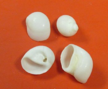 1/2 to 3/4 inches Tiny White Moon Shells <font color=red> Wholesale</font>- 20 kilos (44 pounds) @ $4.50 a kilo