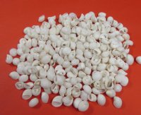 2.2 pound bag Small White Moon Shells 3/4 to 1-1/4 inches - $8.50 a bag; 3 bags @ $7.50 a bag