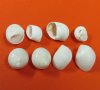 1/2 to 3/4 inches <font color=red> Wholesale</font> Tiny White Moon Shells for Sale in Bulk - Case of 20 kilos (44 pounds) @ $4.50 a kilo