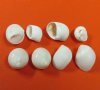 1/2 to 3/4 inches Tiny White Moon Shells <font color=red> Wholesale</font>- 20 kilos (44 pounds) @ $4.50 a kilo