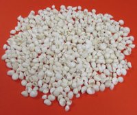 1/2 to 3/4 inches Tiny White Moon Shells <font color=red> Wholesale</font>- 20 kilos (44 pounds) @ $4.50 a kilo