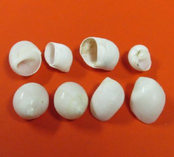 2.2 pound bag Tiny White Moon Shells, 1/2 to 3/4 inch - $8.50 a bag; 3 @ $7.50 a bag