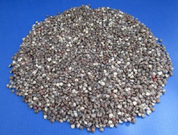 Bulk Tiny Natural Umbonium Shells, Button Shells <font color=red> Wholesale</font> 1/4 to 1/2 inch -  25 kilos @ $3.60 a kilo