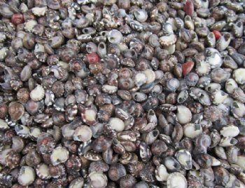Bulk Tiny Natural Umbonium Shells, Button Shells <font color=red> Wholesale</font> 1/4 to 1/2 inch -  25 kilos @ $3.60 a kilo