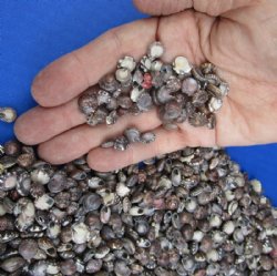 Bulk Tiny Natural Umbonium Shells for Sale 1/4 to 1/2 inch - $6.40 a kilo; 3 kilos @ $5.80 a kilo