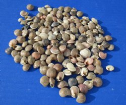 1/4 to 1/2 inch Minature Umbonium Vestiarum Shells - $4.00 a kilo - 3 kilos @ $3.20 a kilo