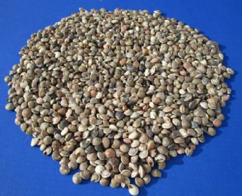 1/4 to 1/2 inch Minature Umbonium Vestiarum Shells - $4.00 a kilo - 3 kilos @ $3.20 a kilo