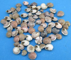 Minature Umbonium Vestiarum Shells Under 1/2 inch - $4.00 a kilo - 3 kilos @ $3.60 a kilo