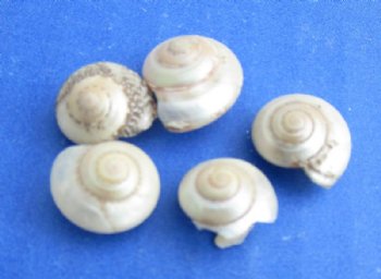 Tiny Pearlized Umbonium Shells, 1/8 inch to 1/2 inch - <font color=red> Discount Priced</font> Case: 25 @ $3.60 a kilo