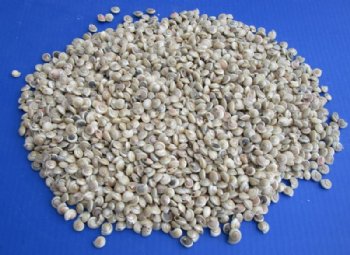 Tiny Pearlized Umbonium Shells, 1/8 inch to 1/2 inch - <font color=red> Discount Priced</font> Case: 25 @ $3.60 a kilo
