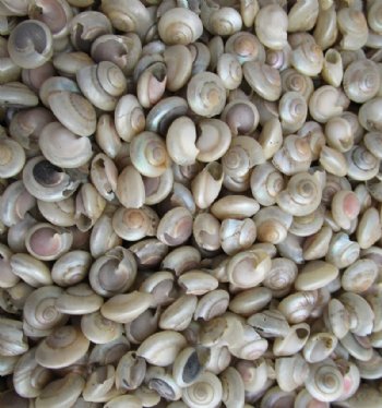 2.2 pounds Tiny Pearlized Umbonium Shells, 1/8 inch to 1/2 inch - $5.99 a bag; 3 @ $5.40 a bag
